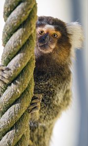 Preview wallpaper marmoset, monkey, animal, rope