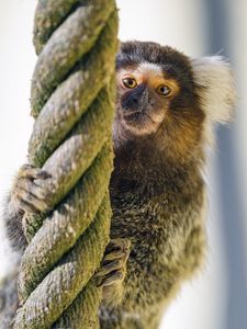 Preview wallpaper marmoset, monkey, animal, rope