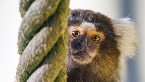 Preview wallpaper marmoset, monkey, animal, rope