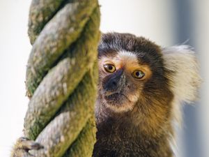 Preview wallpaper marmoset, monkey, animal, rope