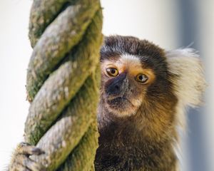 Preview wallpaper marmoset, monkey, animal, rope