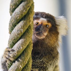 Preview wallpaper marmoset, monkey, animal, rope