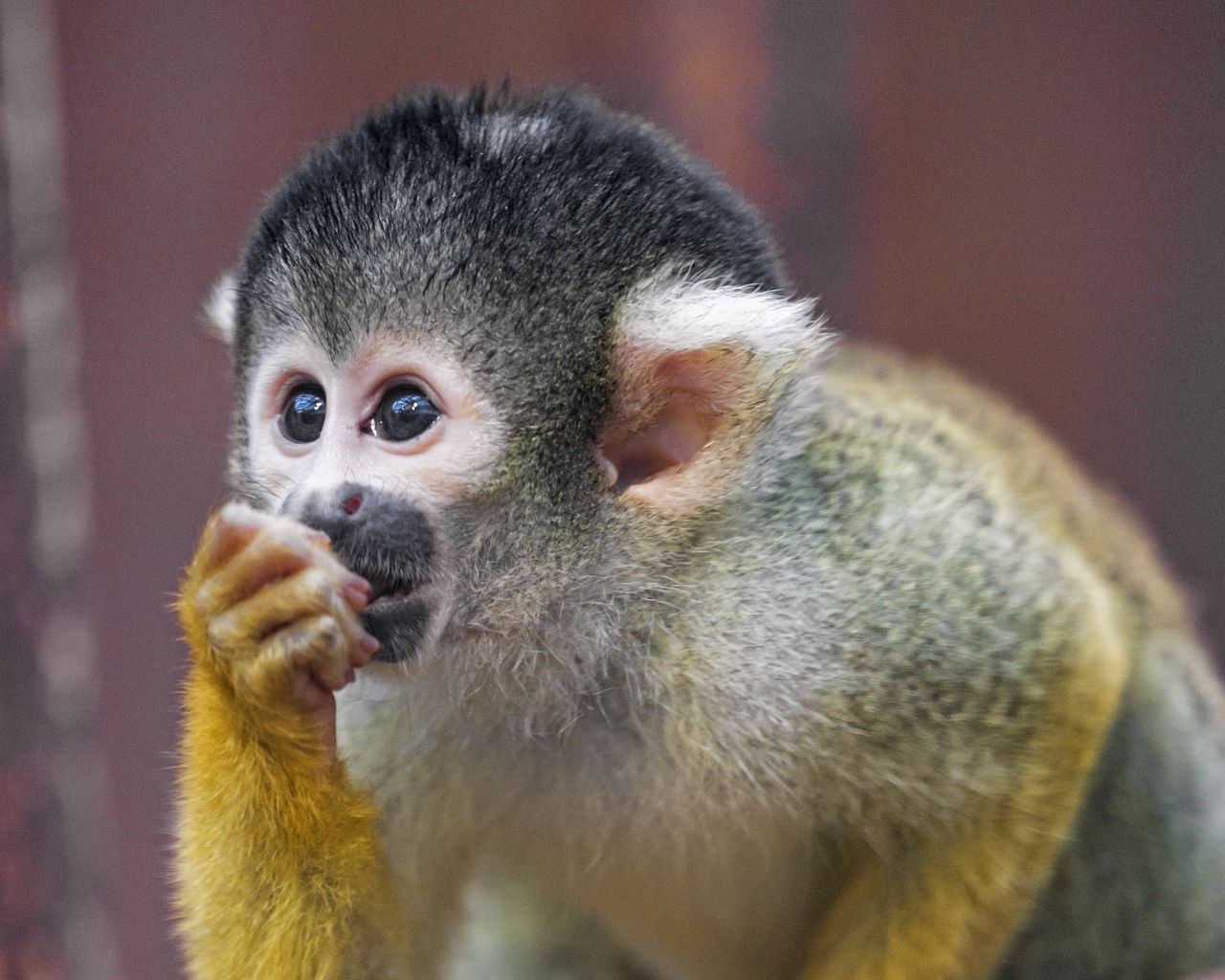 Khỉ được biết đến là loài động vật vui nhộn và thông minh. Những hình ảnh về loài động vật dễ thương này sẽ giúp bạn thư giãn và cảm thấy vui vẻ. Hãy khám phá thế giới đầy màu sắc của những chú khỉ thông minh và đáng yêu.
