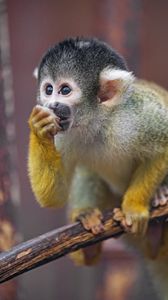 Preview wallpaper marmoset, monkey, cub, cute, glance