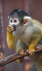 Preview wallpaper marmoset, monkey, cub, cute, glance