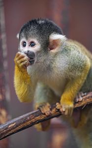 Preview wallpaper marmoset, monkey, cub, cute, glance