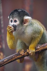 Preview wallpaper marmoset, monkey, cub, cute, glance