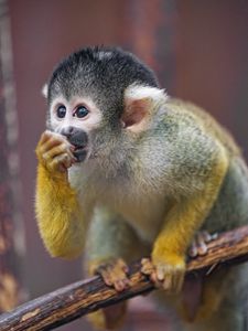 Preview wallpaper marmoset, monkey, cub, cute, glance