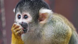 Preview wallpaper marmoset, monkey, cub, cute, glance