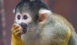 Preview wallpaper marmoset, monkey, cub, cute, glance