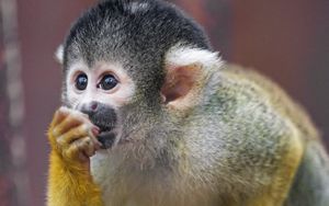 Preview wallpaper marmoset, monkey, cub, cute, glance