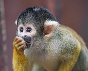 Preview wallpaper marmoset, monkey, cub, cute, glance