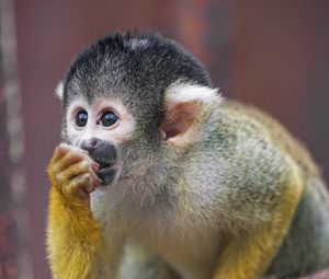 Preview wallpaper marmoset, monkey, cub, cute, glance