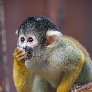 Preview wallpaper marmoset, monkey, cub, cute, glance