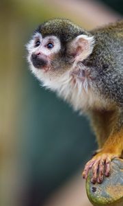 Preview wallpaper marmoset, monkey, glance, cute