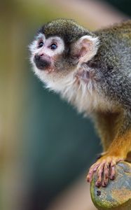 Preview wallpaper marmoset, monkey, glance, cute