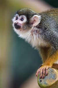 Preview wallpaper marmoset, monkey, glance, cute