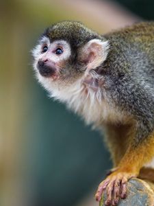 Preview wallpaper marmoset, monkey, glance, cute