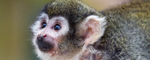 Preview wallpaper marmoset, monkey, glance, cute