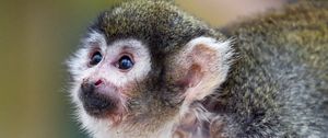 Preview wallpaper marmoset, monkey, glance, cute