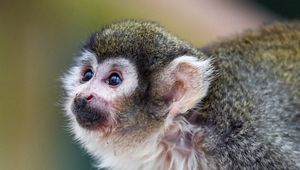 Preview wallpaper marmoset, monkey, glance, cute