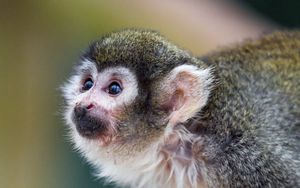 Preview wallpaper marmoset, monkey, glance, cute