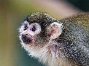 Preview wallpaper marmoset, monkey, glance, cute