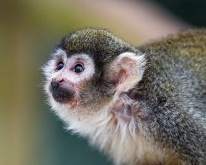 Preview wallpaper marmoset, monkey, glance, cute