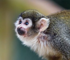 Preview wallpaper marmoset, monkey, glance, cute