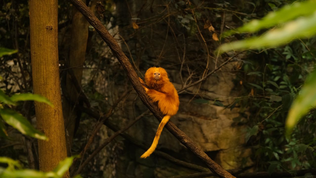 Wallpaper marmoset, monkey, wildlife, trees