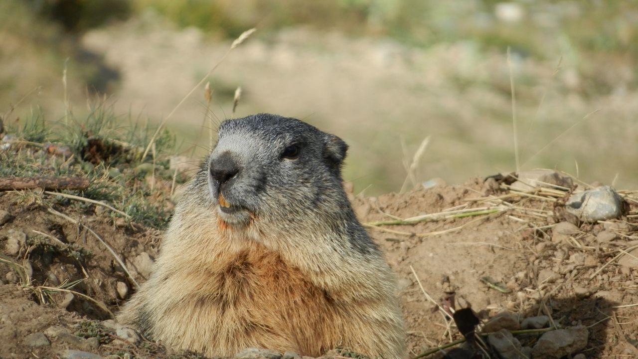 Wallpaper marmot, alps, rodent, muzzle