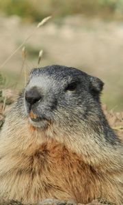 Preview wallpaper marmot, alps, rodent, muzzle