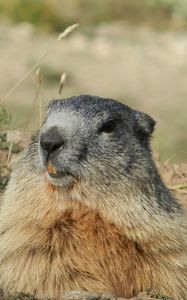 Preview wallpaper marmot, alps, rodent, muzzle