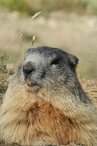 Preview wallpaper marmot, alps, rodent, muzzle