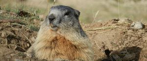 Preview wallpaper marmot, alps, rodent, muzzle