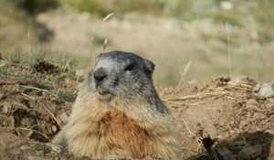 Preview wallpaper marmot, alps, rodent, muzzle