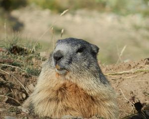 Preview wallpaper marmot, alps, rodent, muzzle