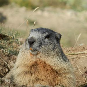 Preview wallpaper marmot, alps, rodent, muzzle