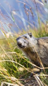 Preview wallpaper marmot, animal, grass, wildlife