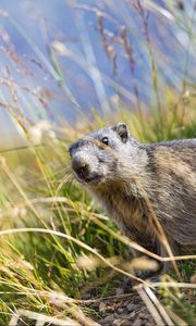 Preview wallpaper marmot, animal, grass, wildlife