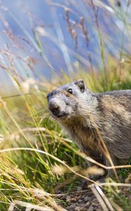 Preview wallpaper marmot, animal, grass, wildlife