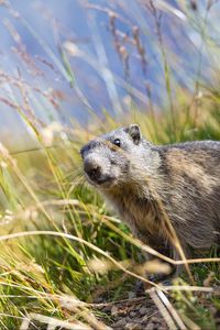 Preview wallpaper marmot, animal, grass, wildlife