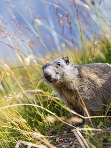 Preview wallpaper marmot, animal, grass, wildlife