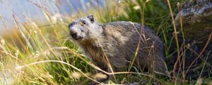 Preview wallpaper marmot, animal, grass, wildlife