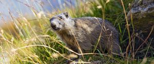 Preview wallpaper marmot, animal, grass, wildlife