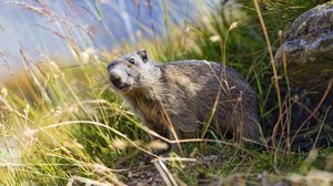 Preview wallpaper marmot, animal, grass, wildlife