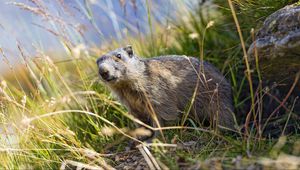 Preview wallpaper marmot, animal, grass, wildlife