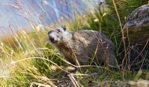 Preview wallpaper marmot, animal, grass, wildlife