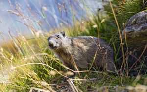 Preview wallpaper marmot, animal, grass, wildlife