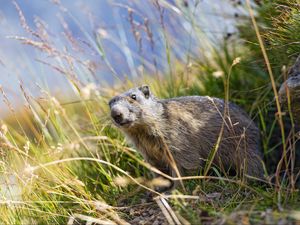 Preview wallpaper marmot, animal, grass, wildlife